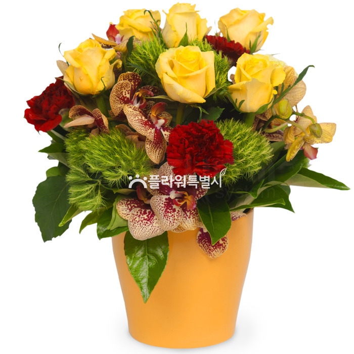 상세이미지