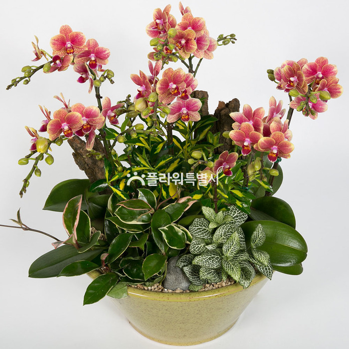 상세이미지