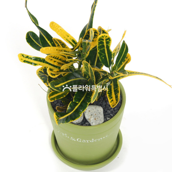 상세이미지