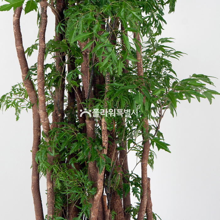 상세이미지