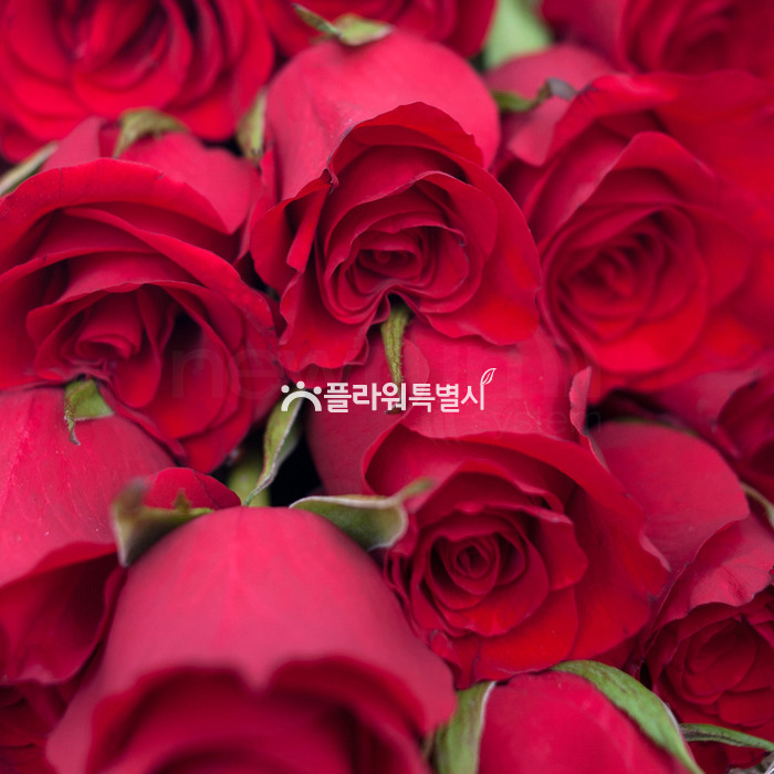 상세이미지