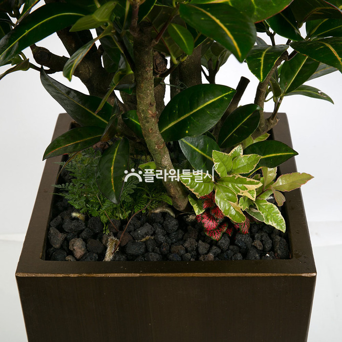 상세이미지