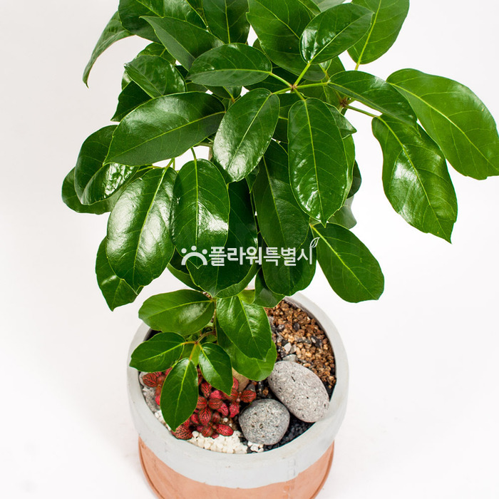 상세이미지
