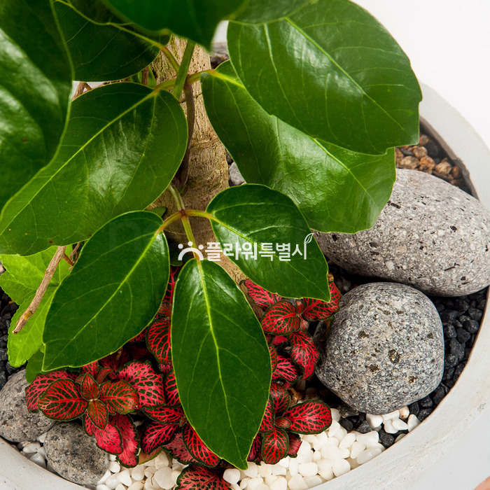 상세이미지