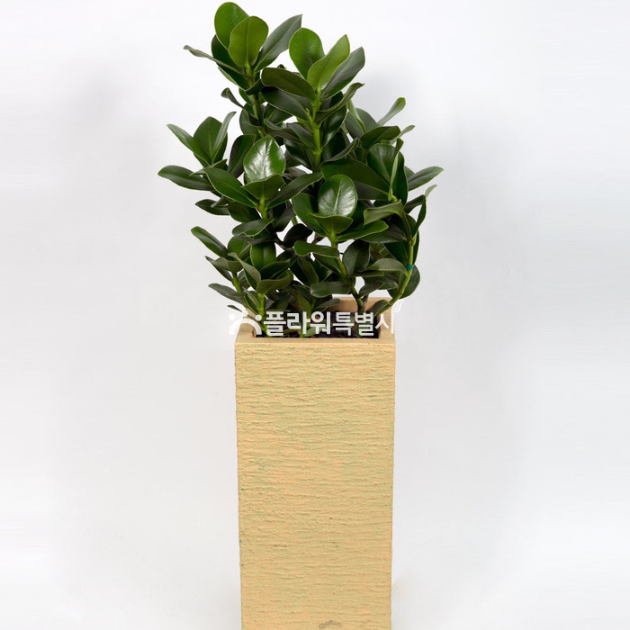 상세이미지