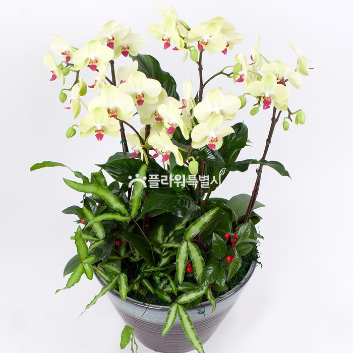 상세이미지