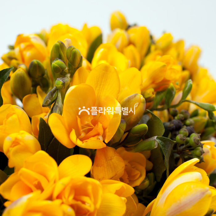 상세이미지