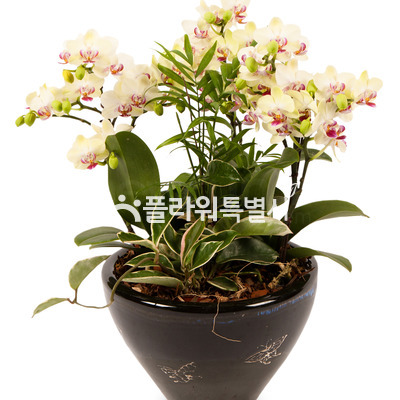 포춘낮은분(탁상용)2