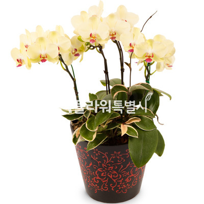포춘원형3