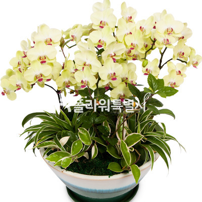 포춘낮은분(탁상용)1