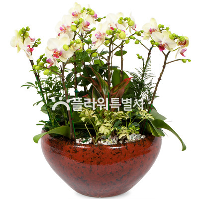 포춘낮은분(탁상용)3