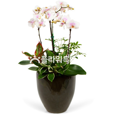 흰호접란