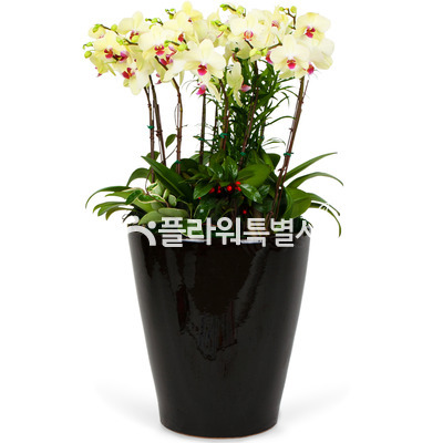 노란호접란2