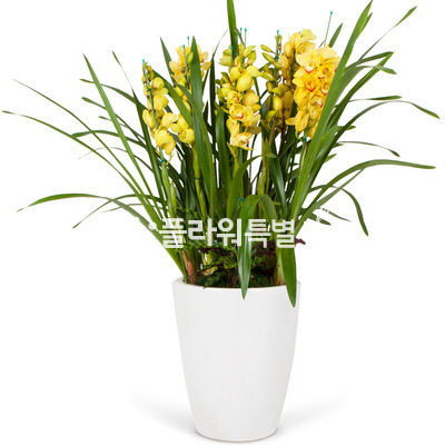 심비디움원형(노랑,겨울)2