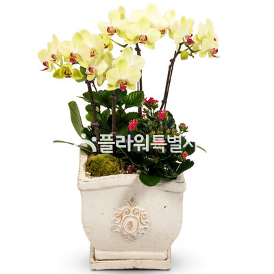 포춘사각분(탁상용)2
