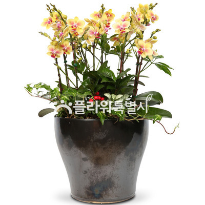 노란호접란5