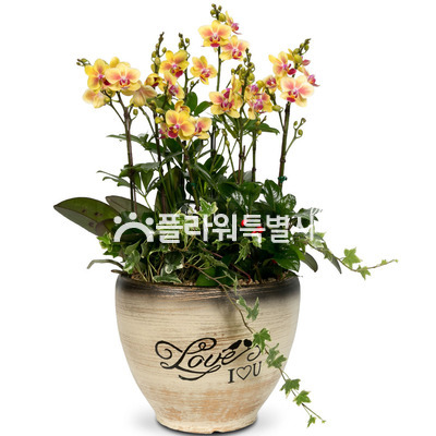 노란호접란6