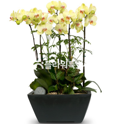 노란호접란(사각낮은분)