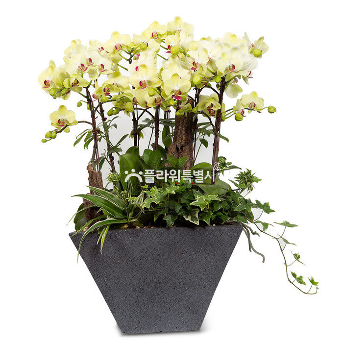 상세이미지