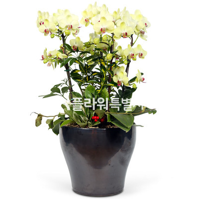 포춘원형6