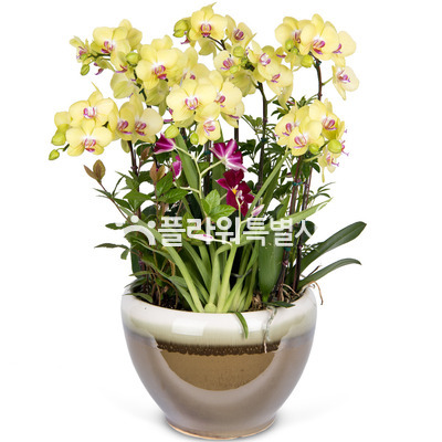 포춘원형7