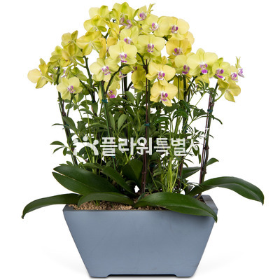 노란호접란(사각낮은분)2
