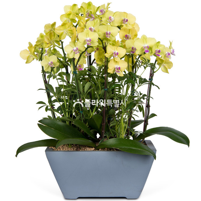 상세이미지