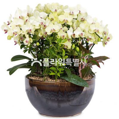 포춘고급