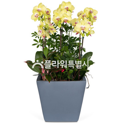 노란호접란사각분