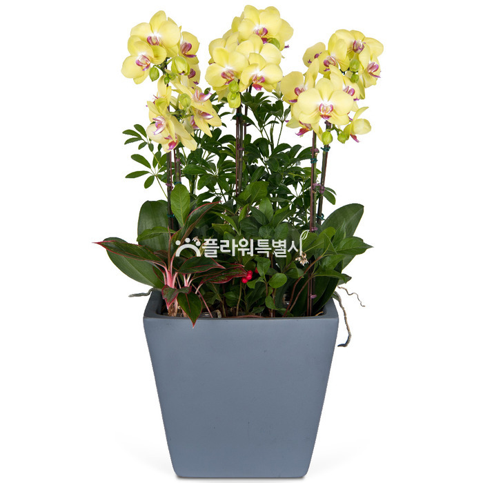 상세이미지