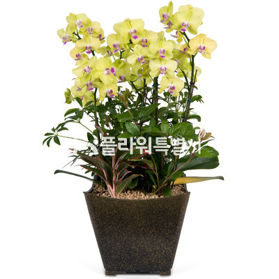 노란색고급호접