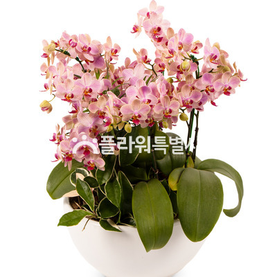 웨딩1