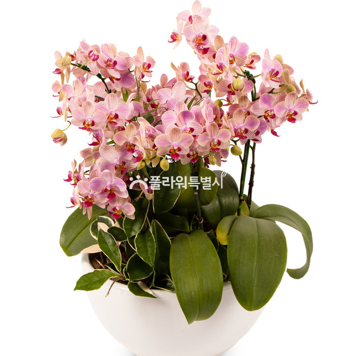 상세이미지