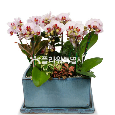 리틀잼(사각분)