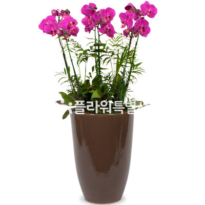 레드탑1