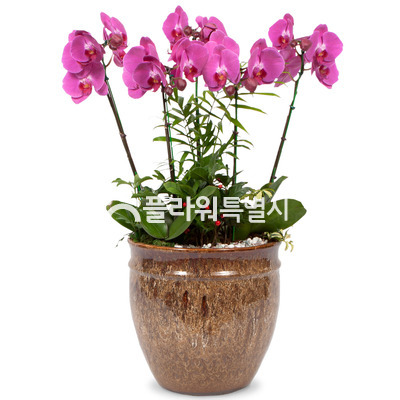 럭키2