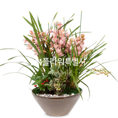심비디움원형낮은분(분홍)