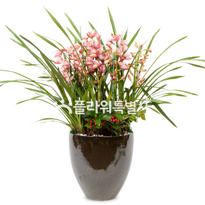 심비디움원형(분홍,겨울)1