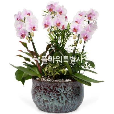 허니(탁상용)1