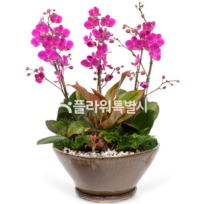 만천홍원형(탁상용)2