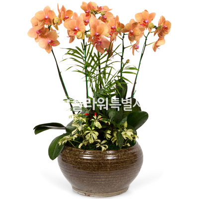 호접란(오렌지)5