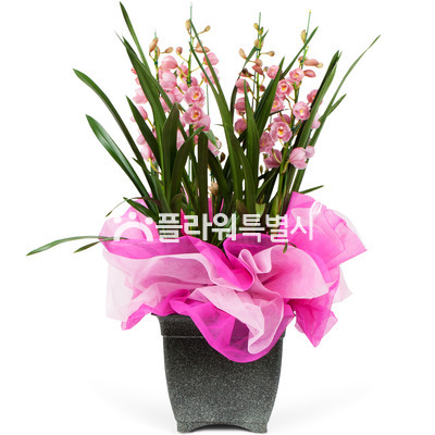 심비디움(분홍,겨울)1