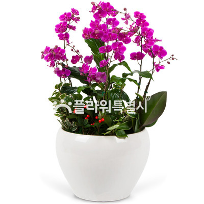 만천홍원형(탁상용)5