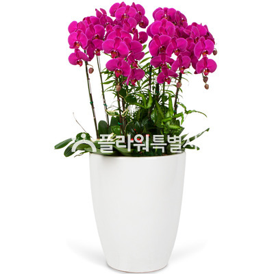 레드탑5