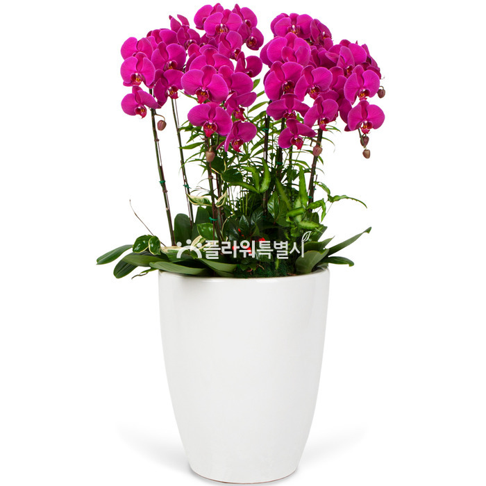 상세이미지