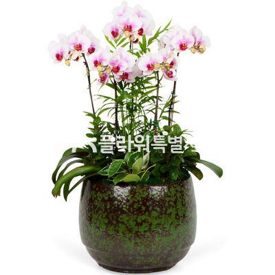 허니(탁상용)2