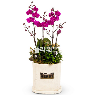 미니만천홍