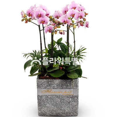 발렌티노(사각분)1