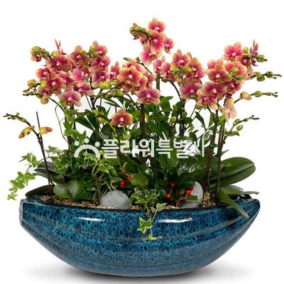 금나비1