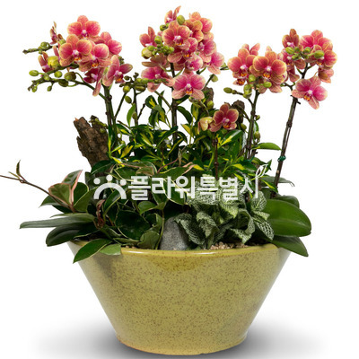 금나비2